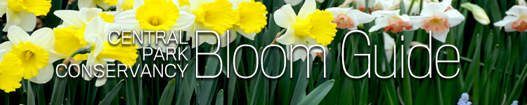 Central Park Conservancy Bloom Guide