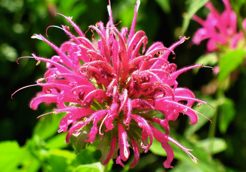 bee balm