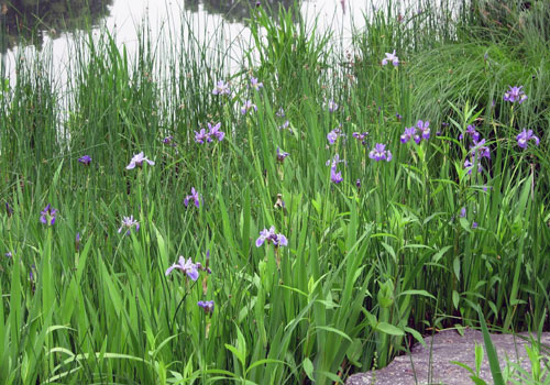 blooms blue flag iris
