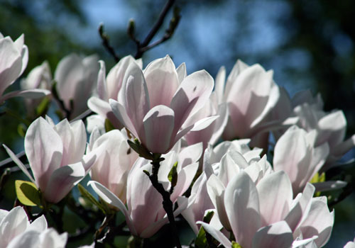 blooms magnolia saucer