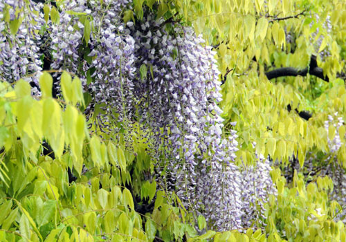 blooms wisteria