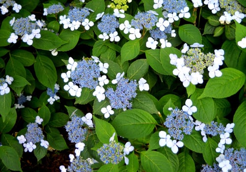blue_lacecap_hydrangea_m_l.jpg