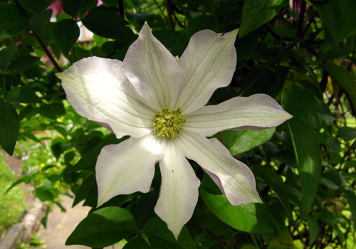 huldine_clematis_c_l.jpg