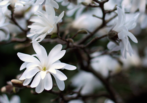 star_magnolia_c_l.jpg