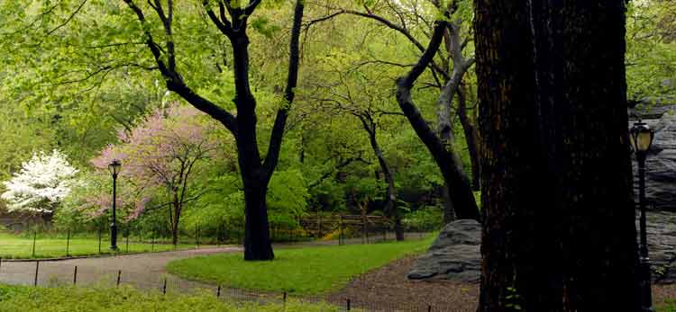 Azalea Walk