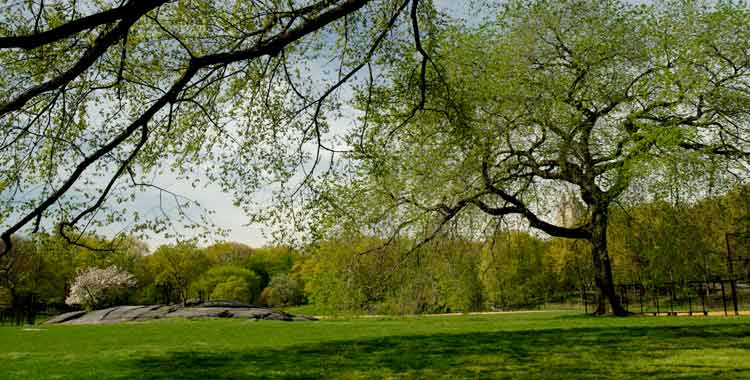 North Meadow landscape