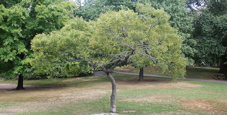 common hackberry main