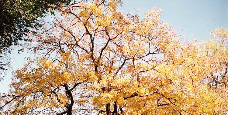 honey locust main