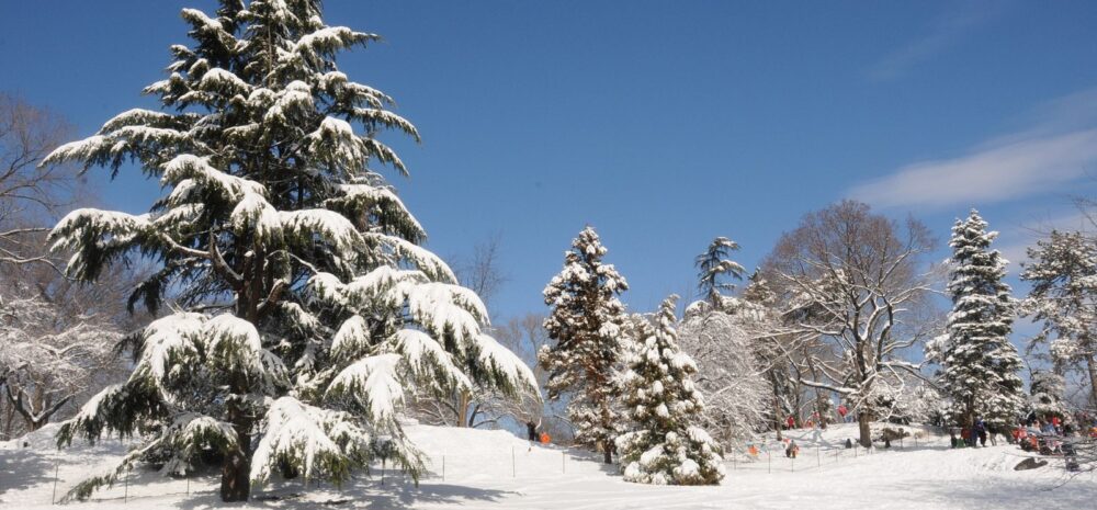 View of a snowy Cedar Hill from the blizzard in February 2013