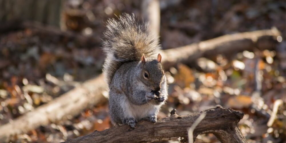 Winter Stories from Central Park's Wildlife Central Park Conservancy
