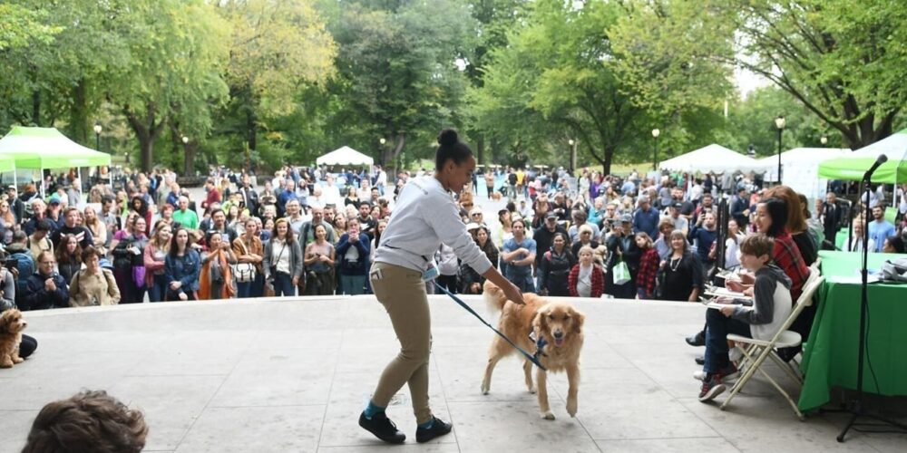 Press Release rect 2x Dog Fair 1