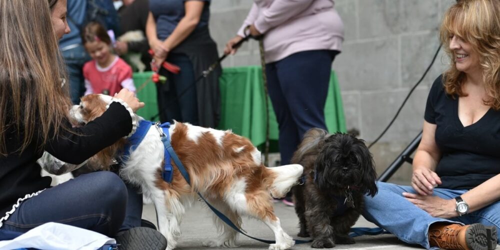 Press Release rect 2x Dog Fair 2