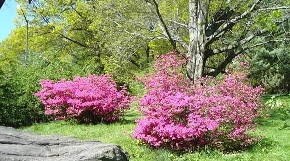 Pink azalea bushes against the green of lawn and trees