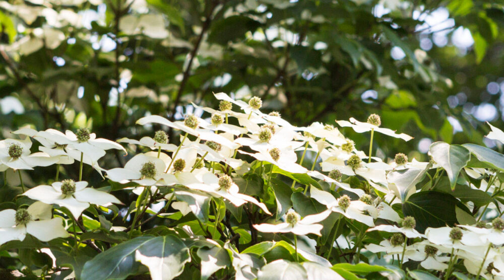 Kousa Dogwood detail of leaves and flowering blooms
