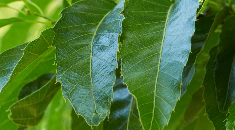 Sawtooth Oak, showing leaves with serrated edges