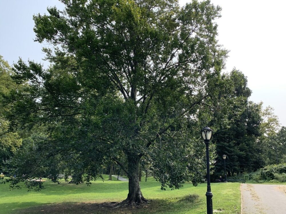 A full view of a european beech
