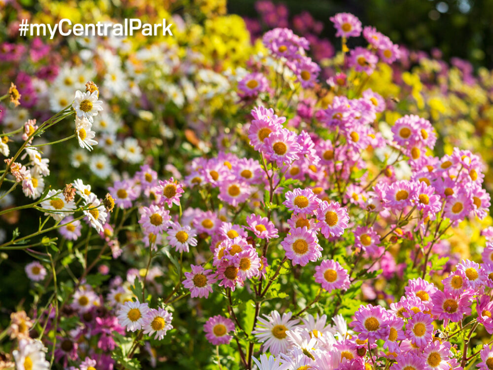 photo Zoom Background Summer Flowers digital backgrounds zoom central