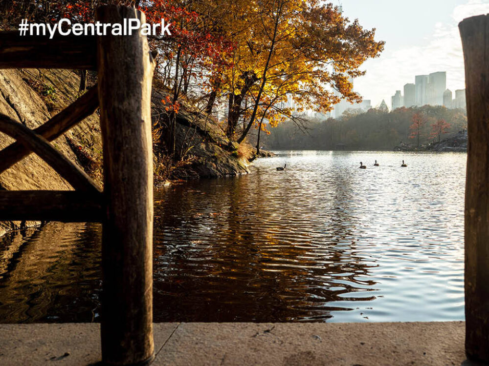 Central Park Zoom Background