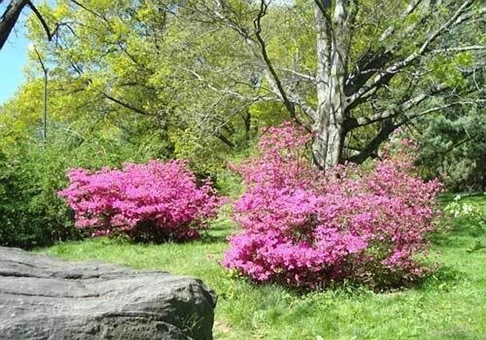 Pink azalea bushes against the green of lawn and trees