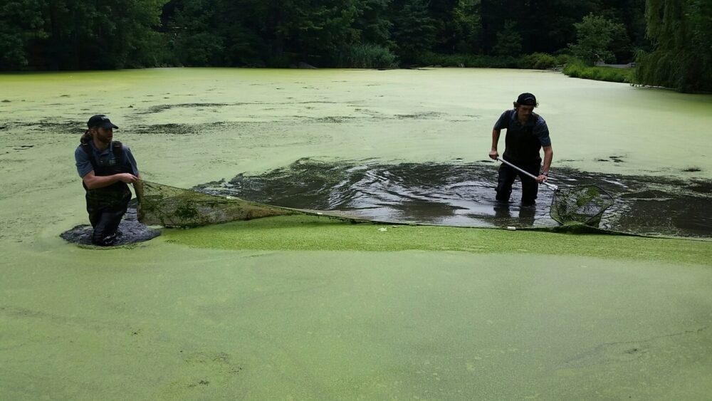 Duckweed Conservancy staff