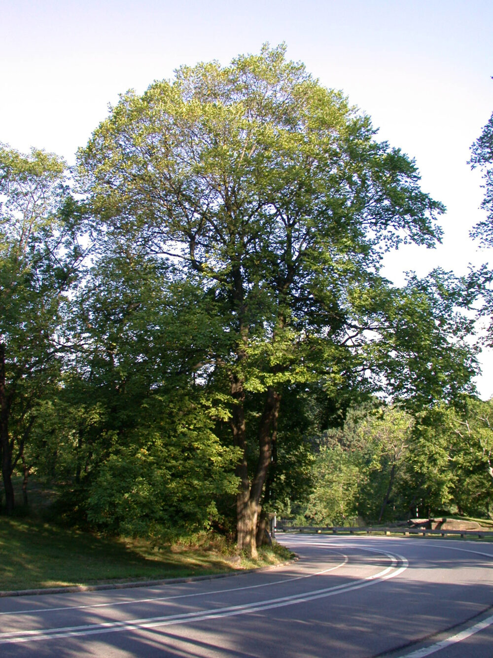 English Elm in Spring along a roadway in the Park