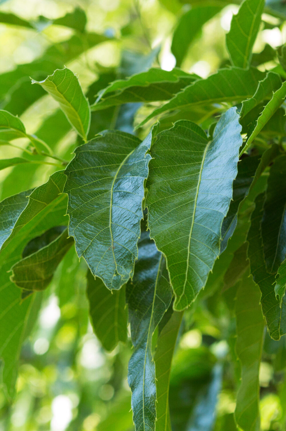 Sawtooth Oak, showing leaves with serrated edges