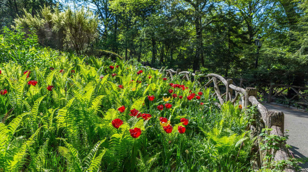 Blog wide 2x Where Sproing Blooms 2