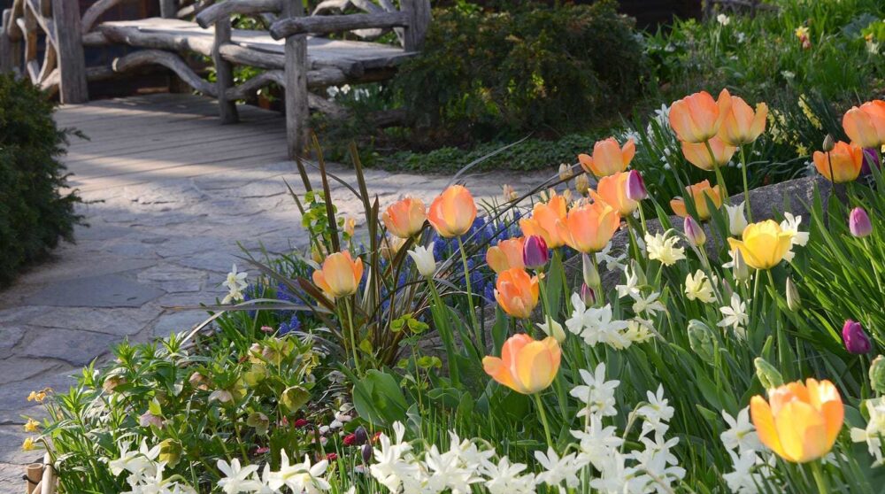 Blog wide 2x Where Sproing Blooms 4