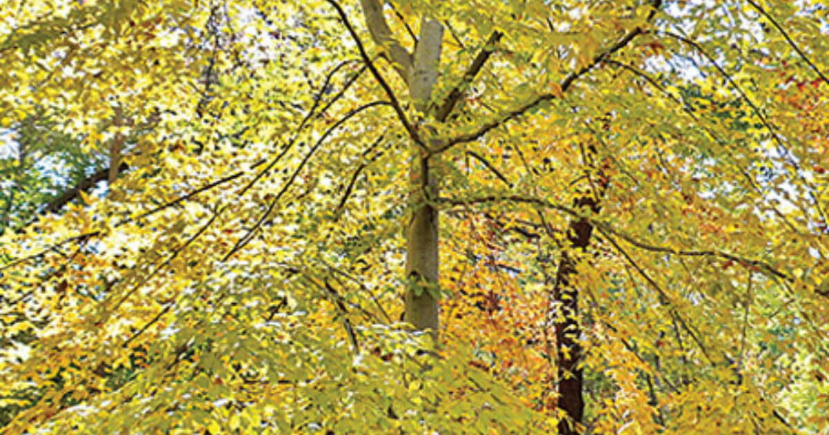 American Beech Central Park Conservancy