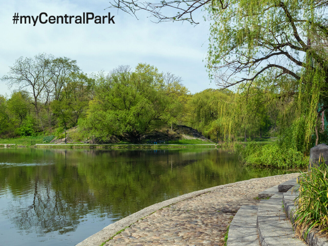 Central Park Zoom Background