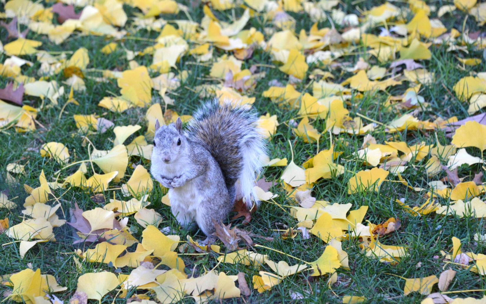 A squirrel poses for a photo among fallen leaves while gathering nuts.