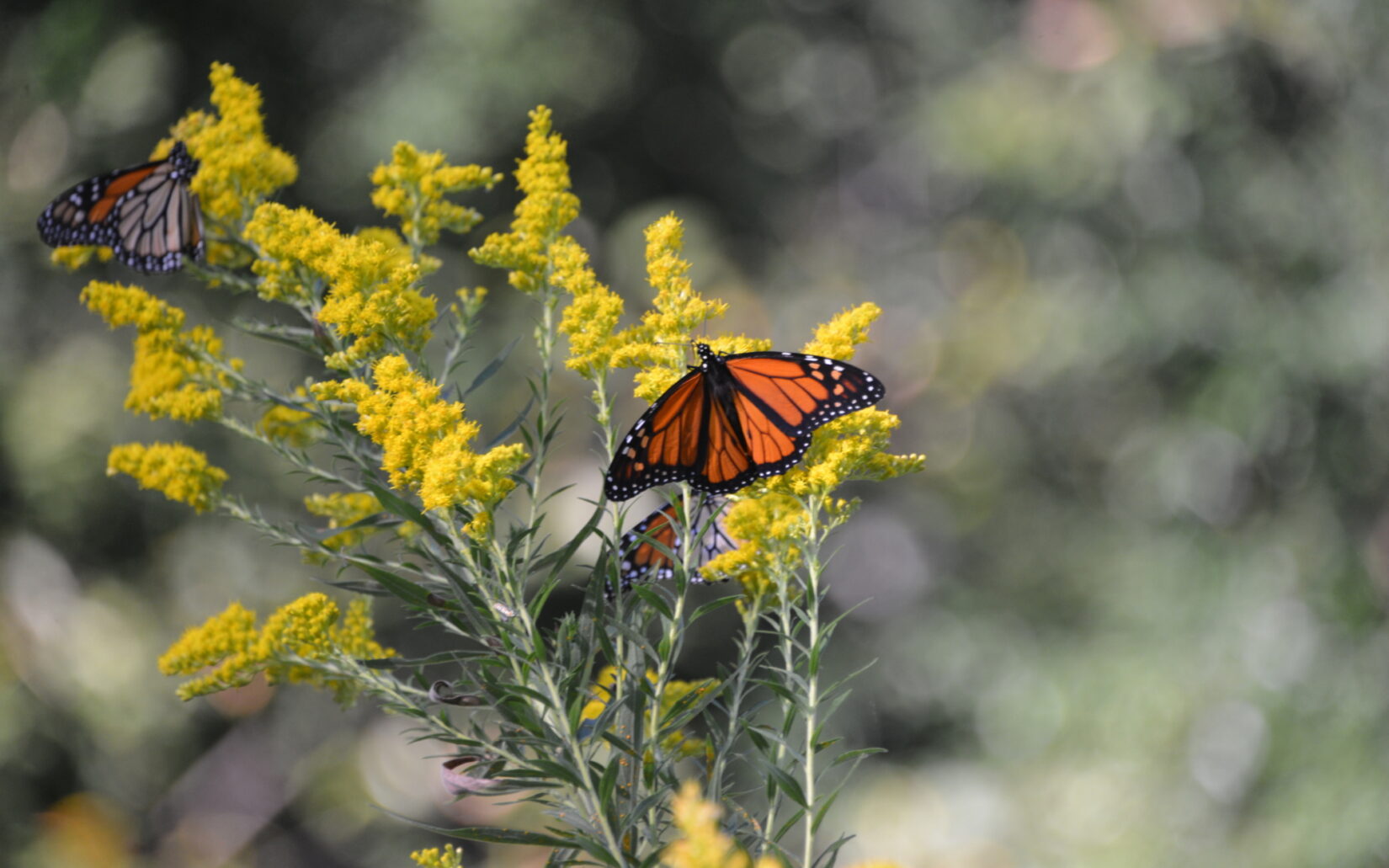 A monarch butterfly photographed in Central Park