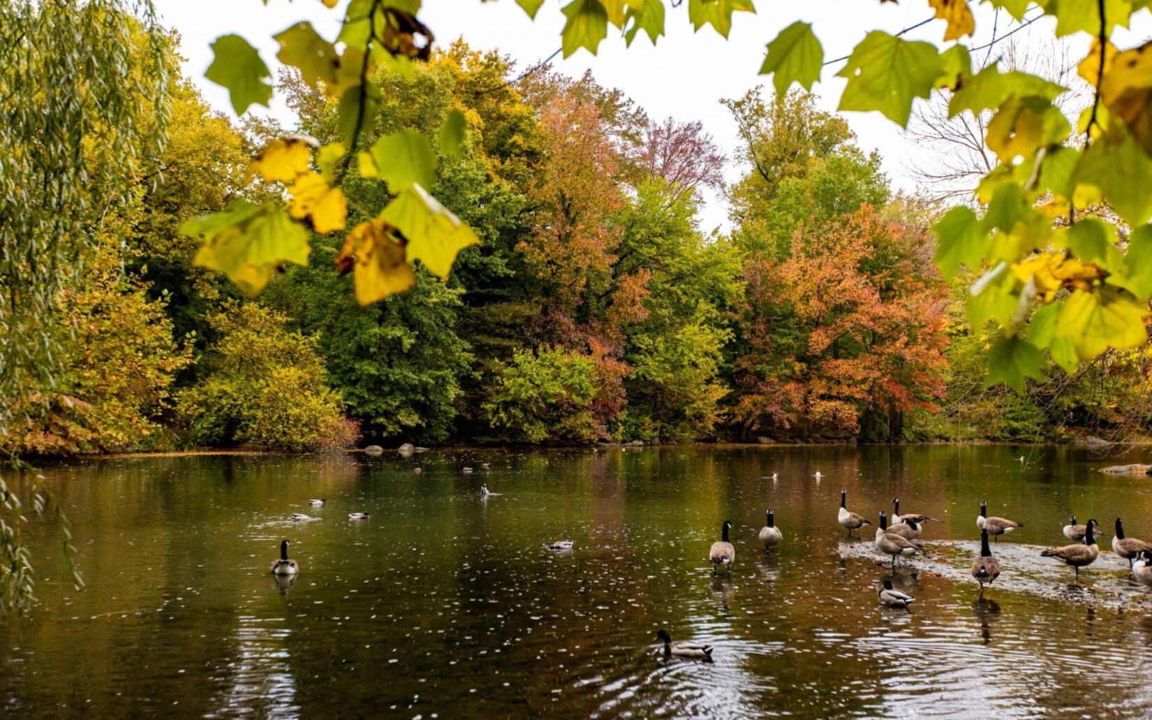 Ducks glide on the glassy surface of the Pool in autumn