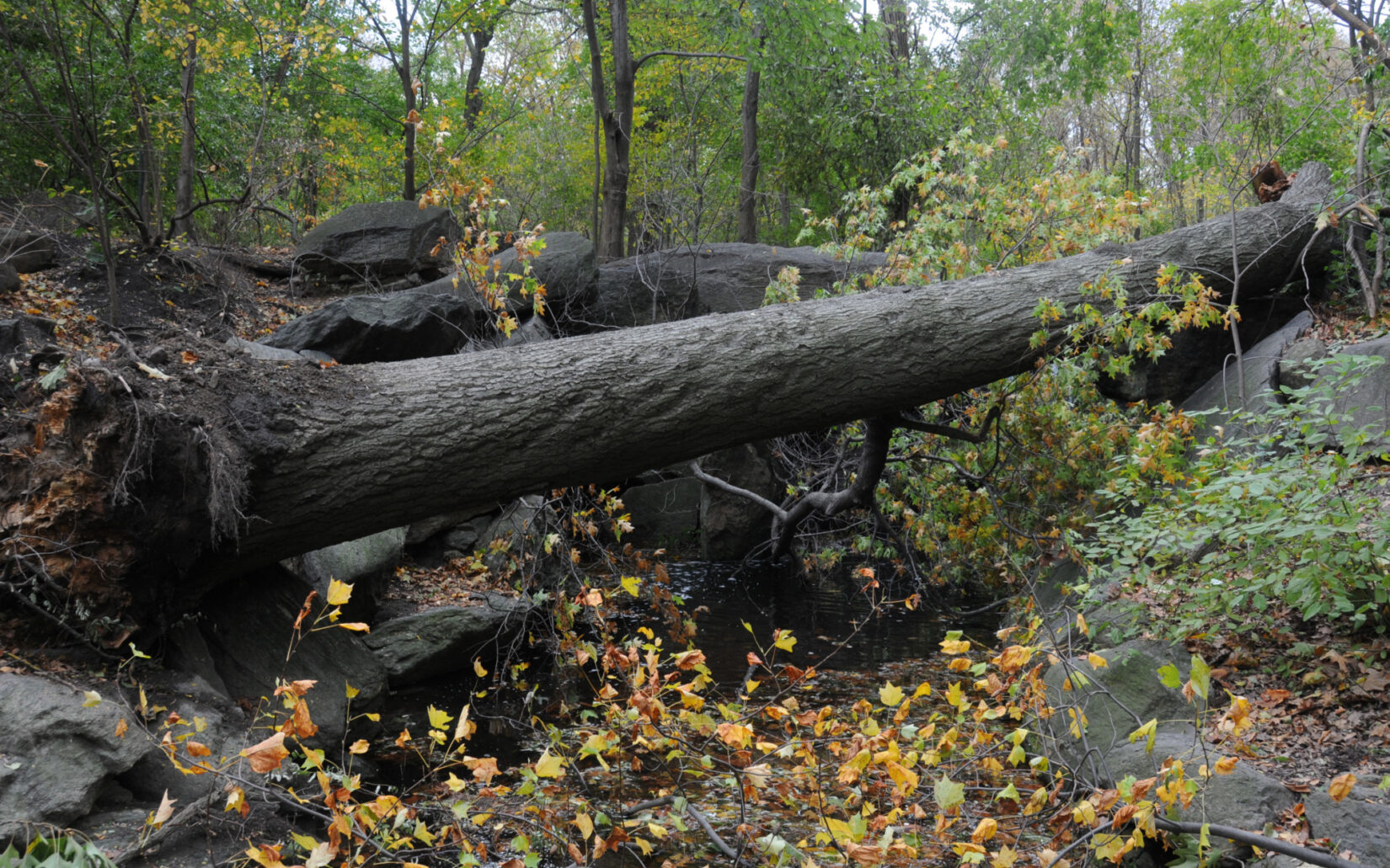 Problems Hurricane Sandy 2 2012 DSC 4331