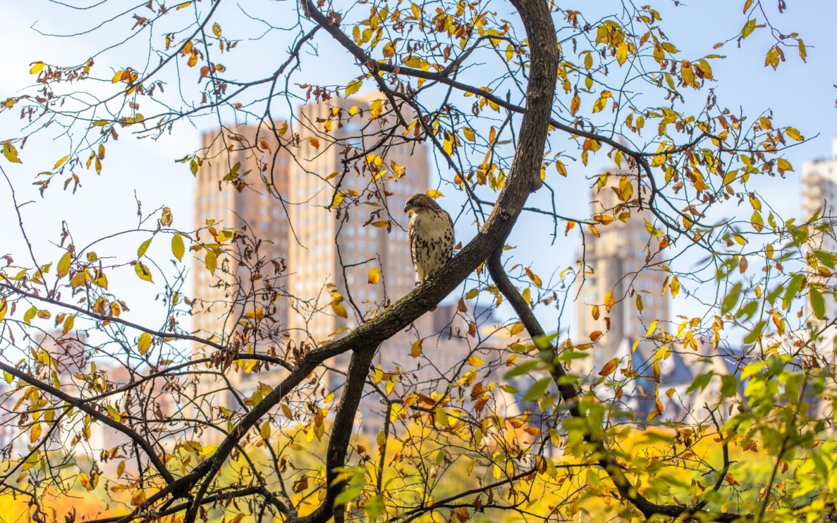 A hawk perches on a branch in autumn against a backdrop of fall colors and New York apartment buildings