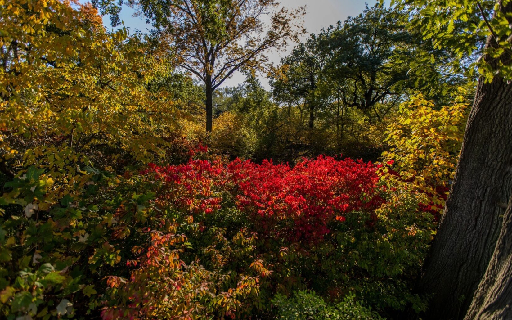 The foliage around the Reservoir displays stunning bursts of color.