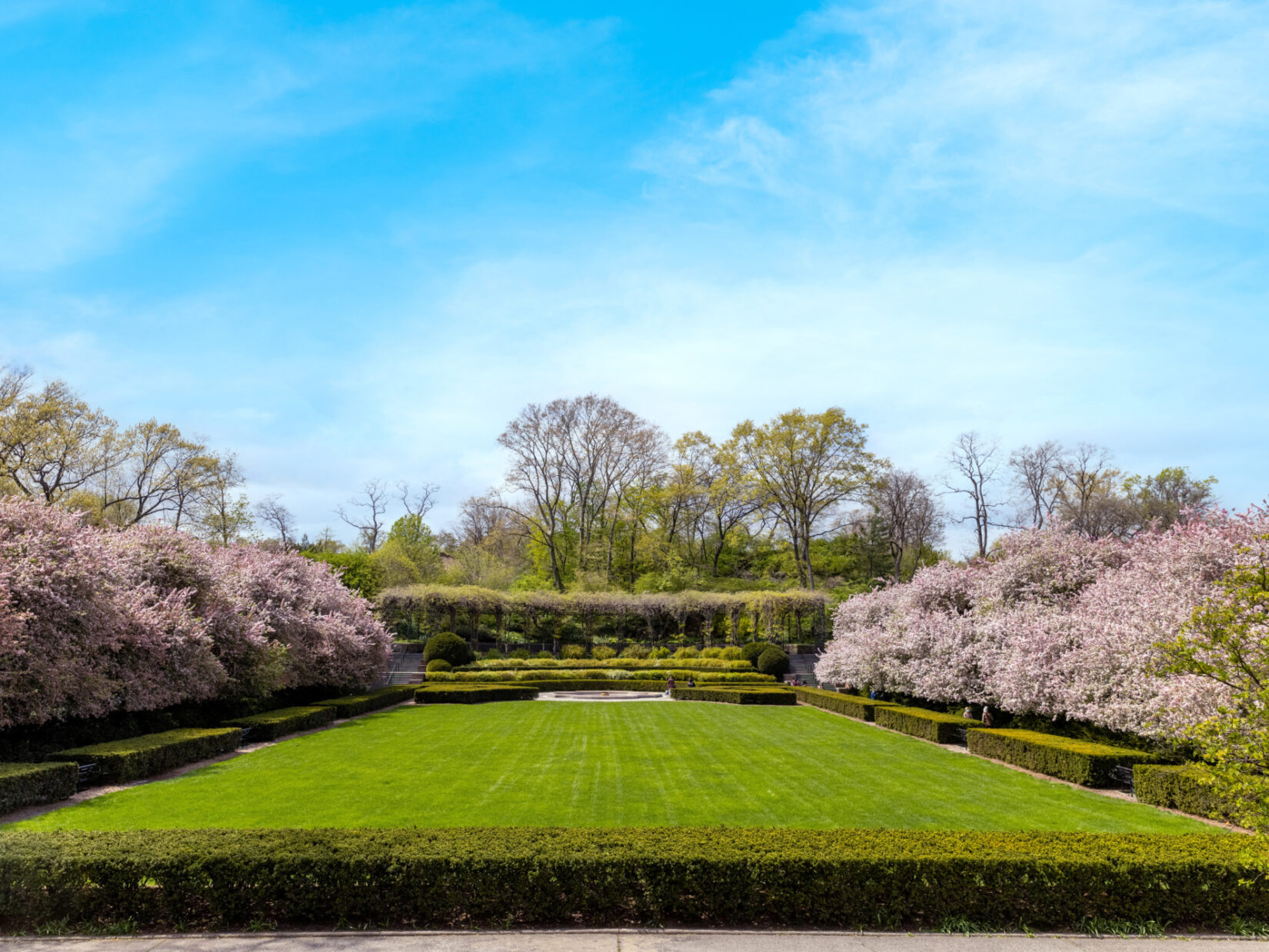Cherry trees flank the beautifully manicured grass of the Conservatory Garden