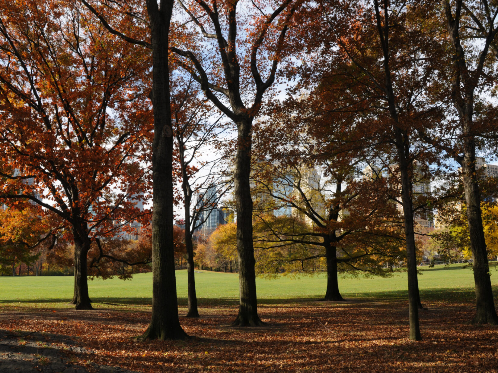Adopt a Piece of the Park | Central Park Conservancy
