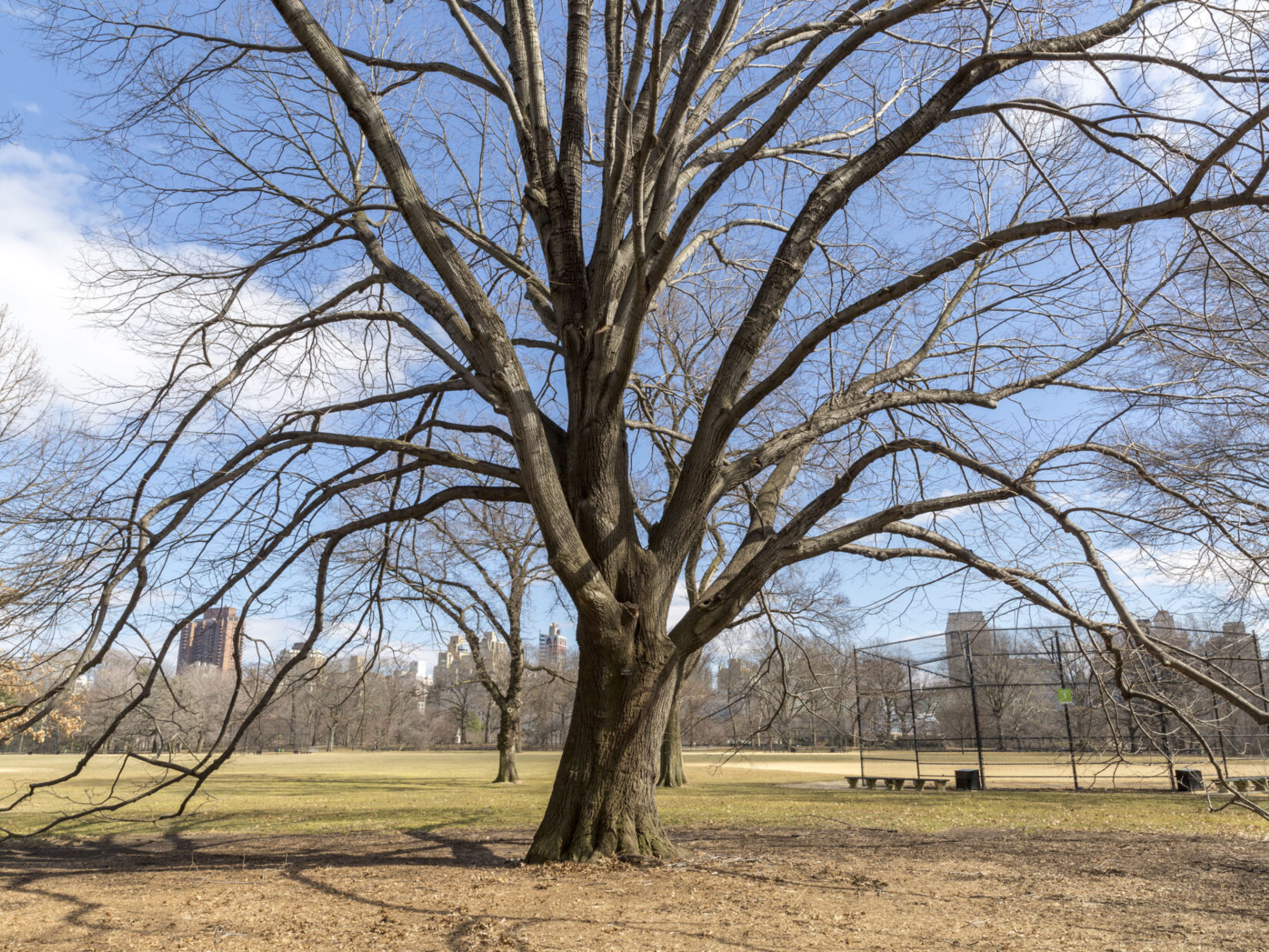 The Great Lawn seen through the barren branches of a tree in winter