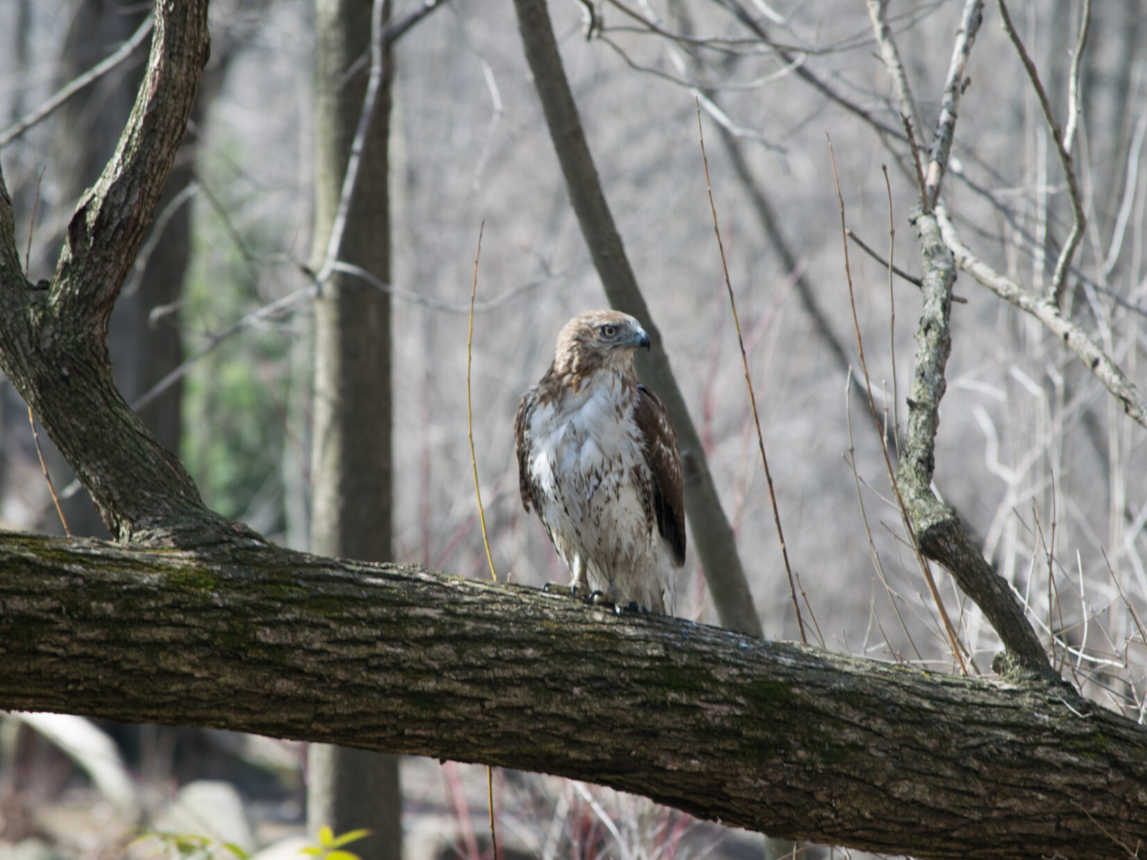Hawk 20190313 010