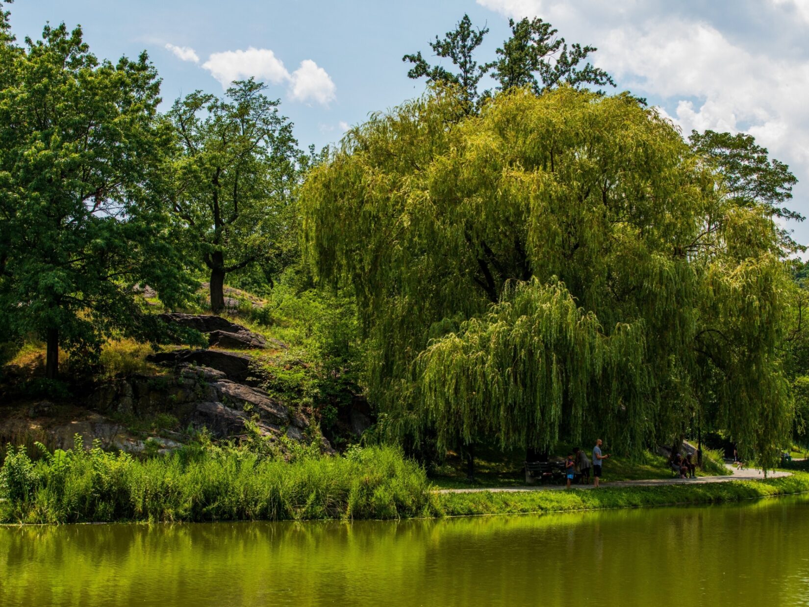 Trees reflected in the Harlem Meer