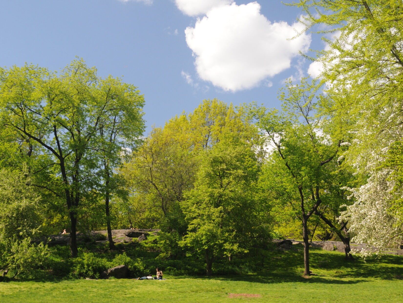 The expanse of the East Meadow is fringed with stands of elms and other trees.