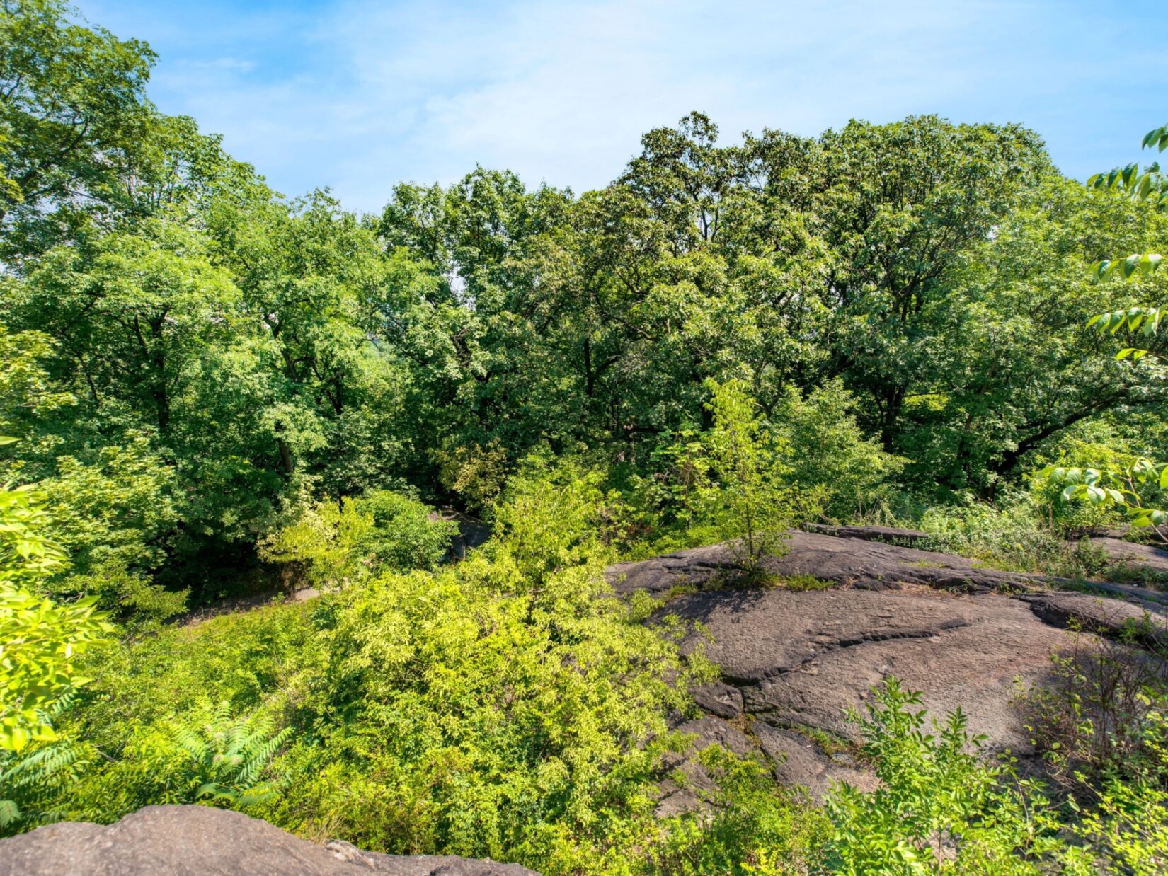 Trees and rocks of the north woods in Central Park