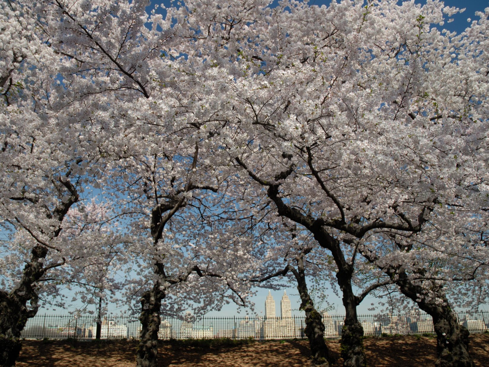 The dark bark of cherry trees are seen beneath a canopy of spring blossoms, with the fence around the Schuman track silhouetted at the bottom.