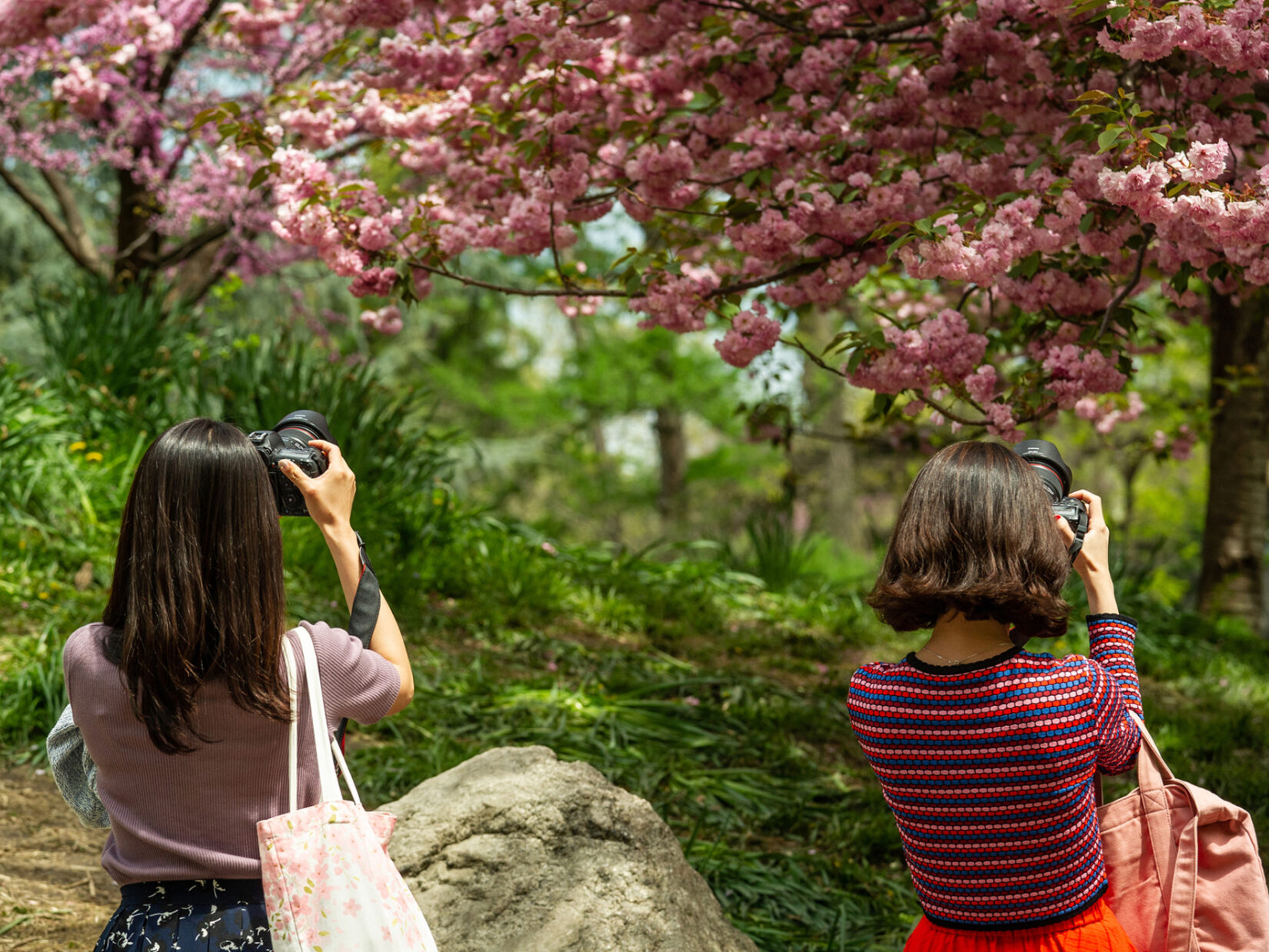 Two women taking photos of cherry trees