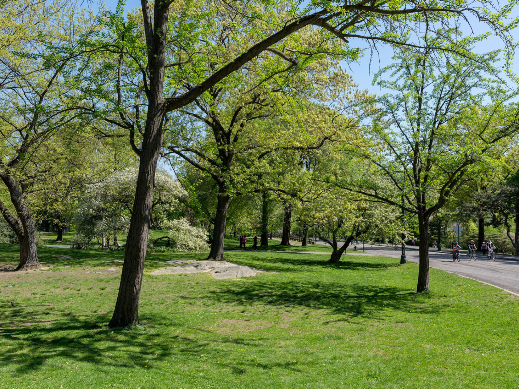 A section of the Seneca Village site, with slender trees widely spaced under a spring sky