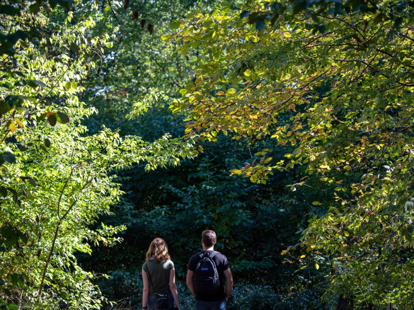 A couple under a canopy of sunlit trees in the North Woods