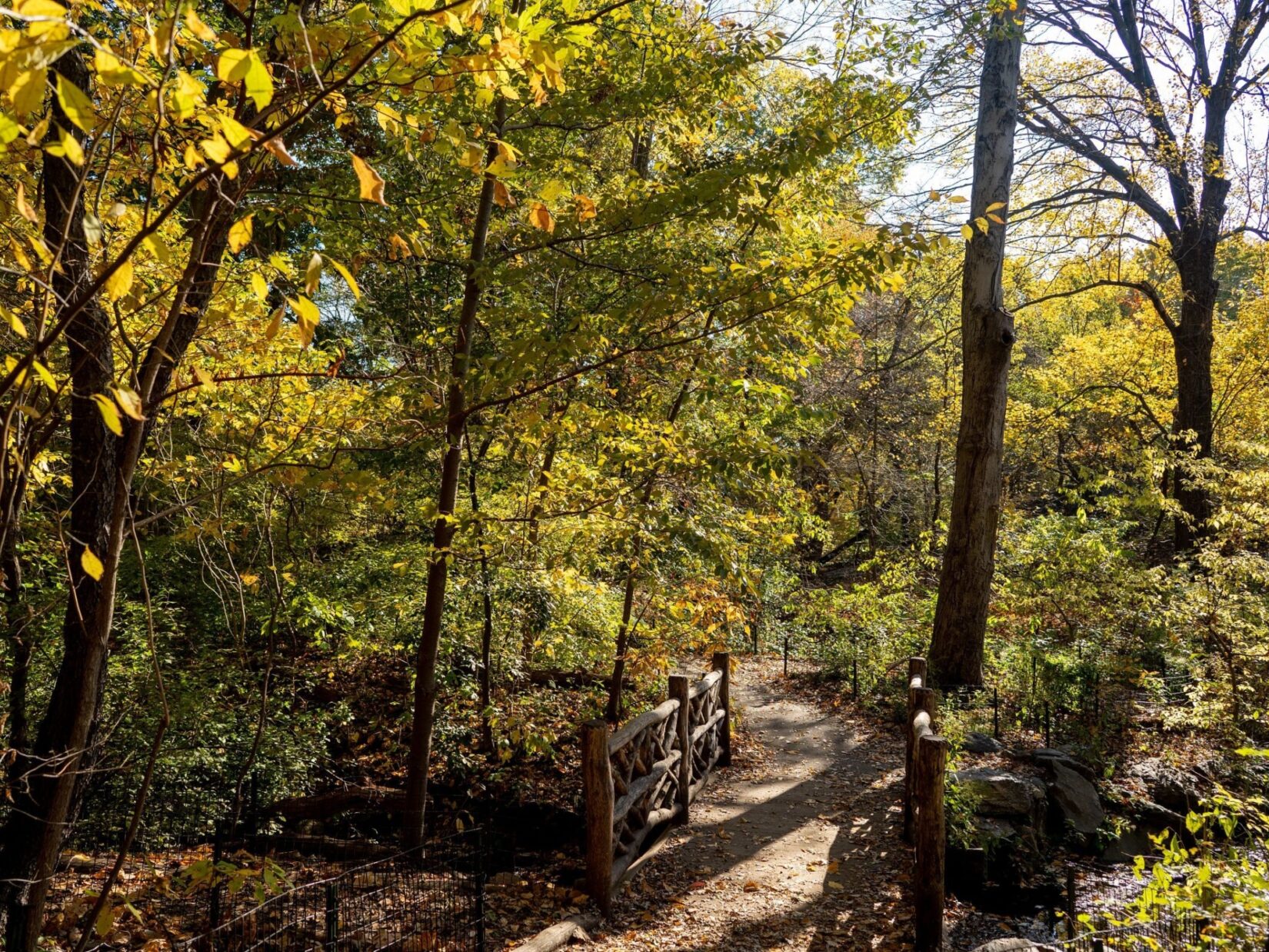 A low-hanging autumn sun casts long shadows across a rustic path in the Ramble.