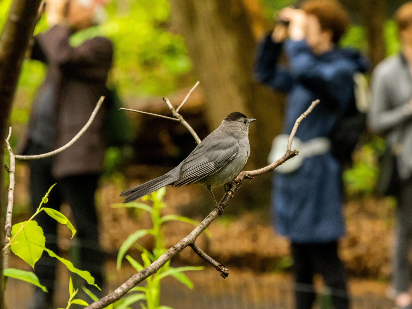 A gray catbird in the foreground, behind it are visitors using binoculars for bird identification while exploring the Ramble