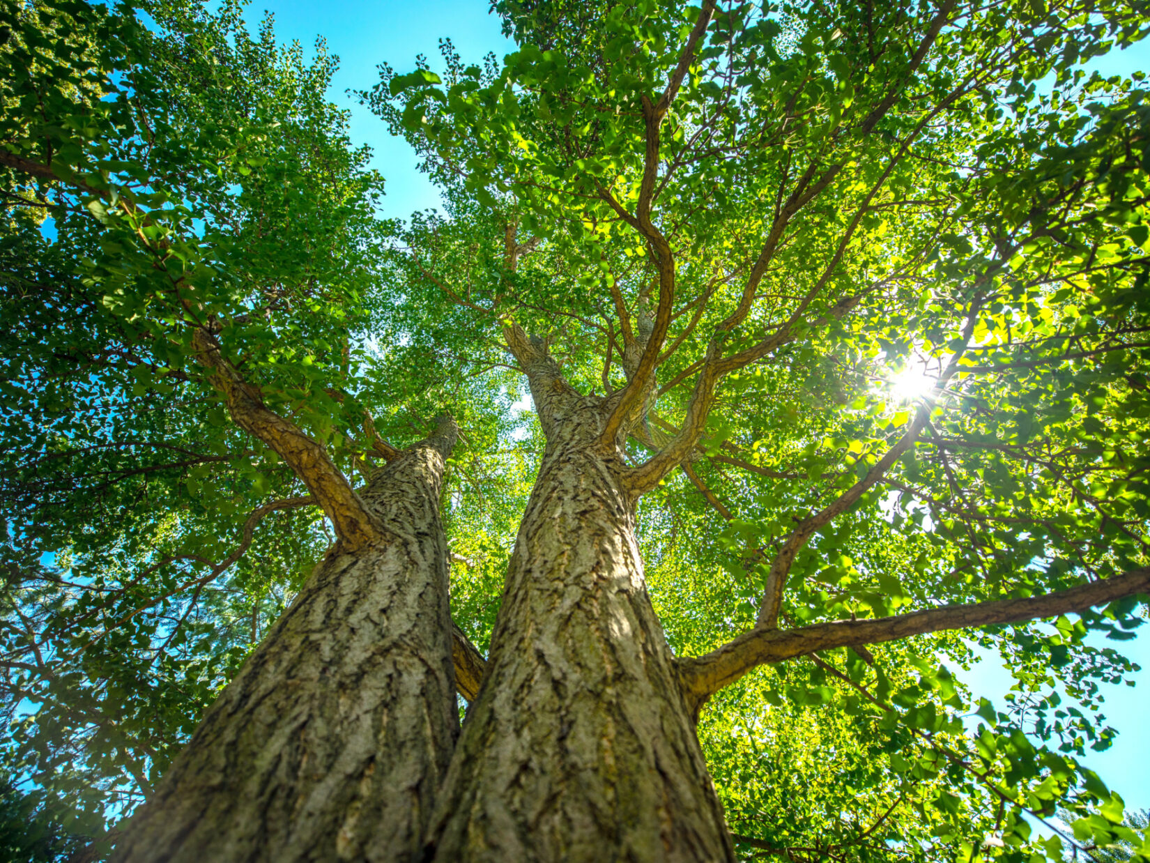 Ginkgo trees in Central Park